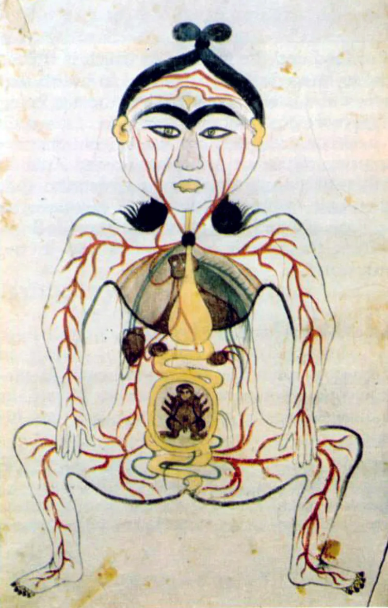 A seventeenth-century Persian anatomical drawing, showing how long Galenic anatomy remained standard in Islamic medicine