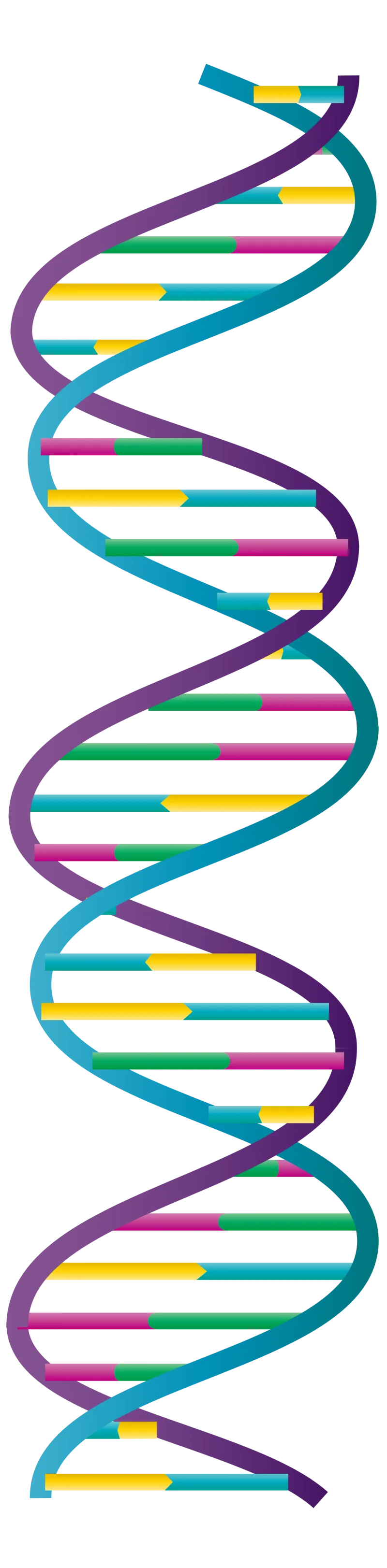 A diagram of the DNA double helix, the evidence used to trace founding population ancestry
