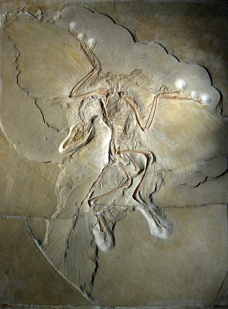 The Berlin Archaeopteryx, a transitional fossil of the kind the 1909 statement dismissed