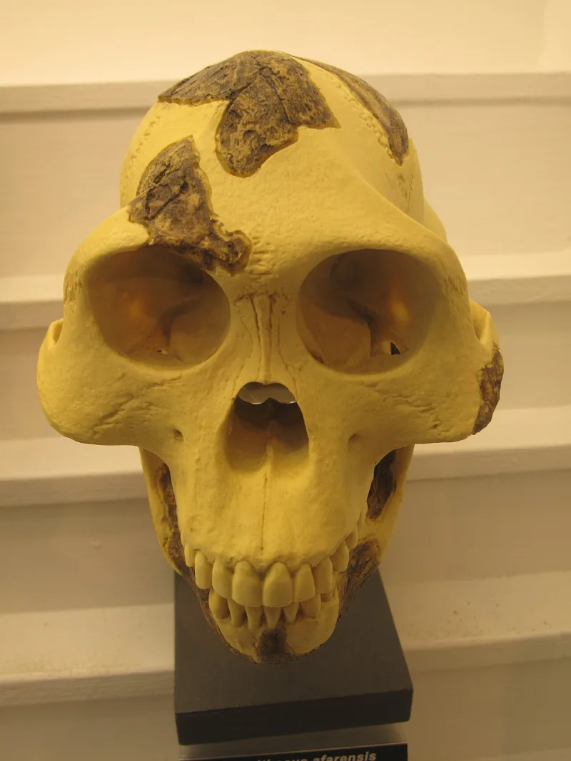 A cast of an Australopithecus afarensis skull, one of the pre-Adamite fossils at issue