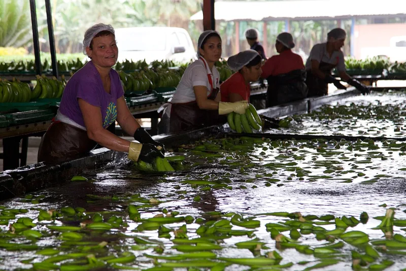 Workers cleaning Cavendish bananas at an Ecuadorian plantation, the cultivated fruit Comfort's argument described