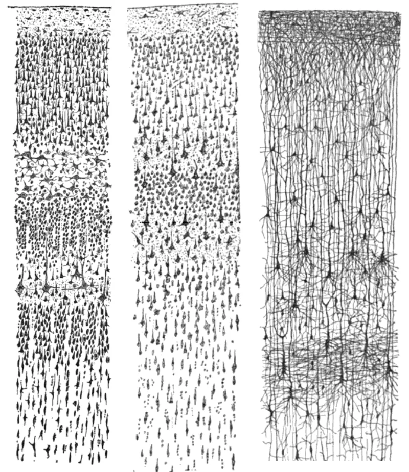 Ramón y Cajal's drawings of the human cortex, the physical machinery in which reasoning happens