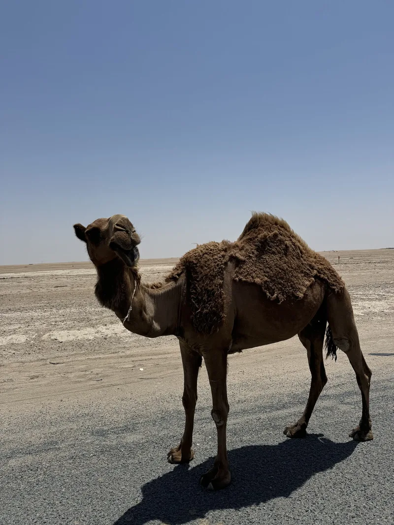 A dromedary camel in Kuwait, the animal of the camel-milk and urine prescription