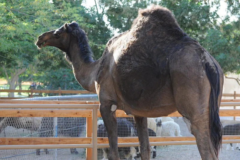 An Arabian camel; the Ukl and Urayna hadith prescribes camel milk and urine as medicine