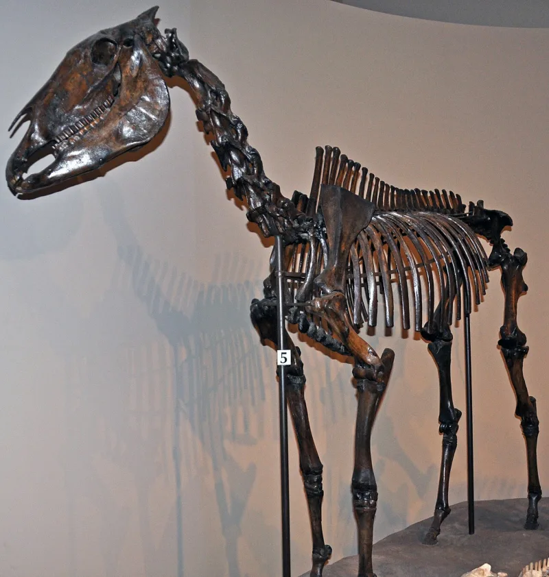 A skeleton of Equus occidentalis, the American horse extinct roughly ten thousand years before Lehi