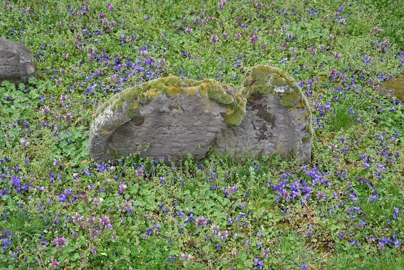 The old Jewish cemetery at Worms — a representative image; Jewish organizations objected to the practice