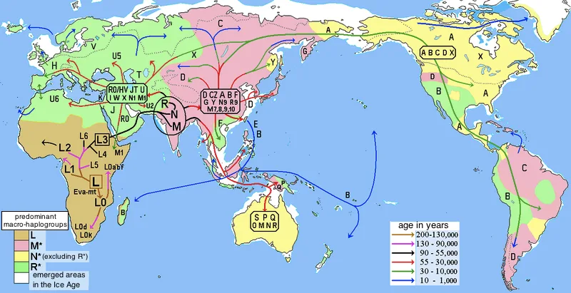A hypothesised map of human migration drawn from mitochondrial DNA, the method these ancestry studies use