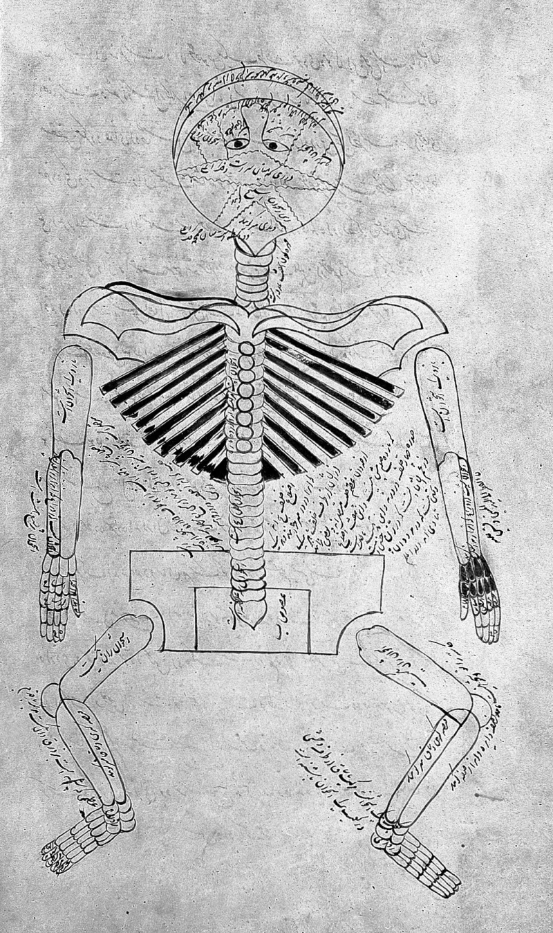 A Persian anatomical drawing of the human skeleton, 1893 — real human proportions, for comparison
