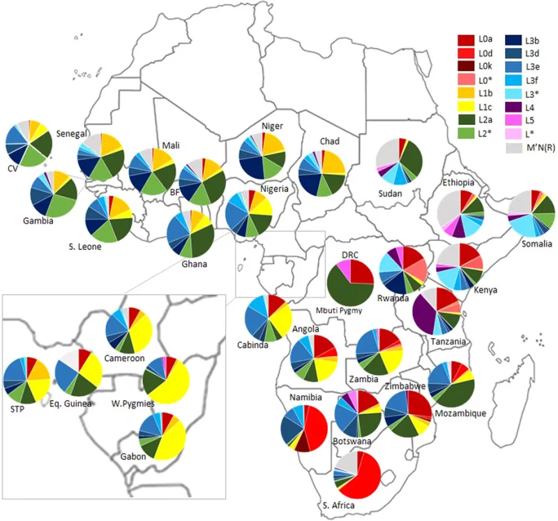 Published chart of mitochondrial haplogroup composition across sub-Saharan African countries, the comparison such studies use