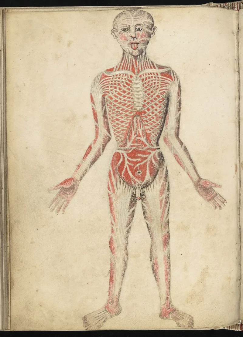 The muscle man of a Pseudo-Galen anatomy, the tradition that shaped medieval physiology