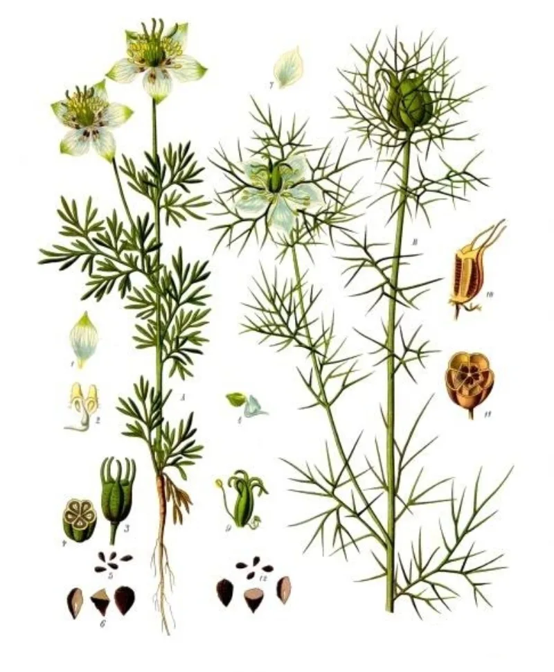 Nigella sativa, the black seed called a healing for every disease except death