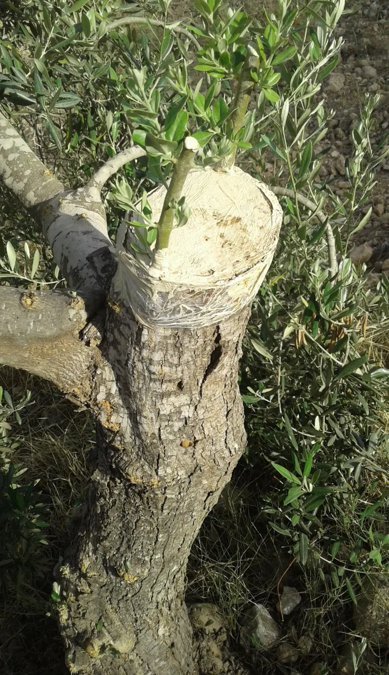 Grafting an olive tree, the horticultural image Paul uses for gentiles joined to Israel