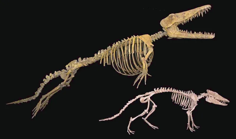 Skeletal reconstructions of Pakicetus and Ambulocetus, two stages in the fossil sequence leading to whales
