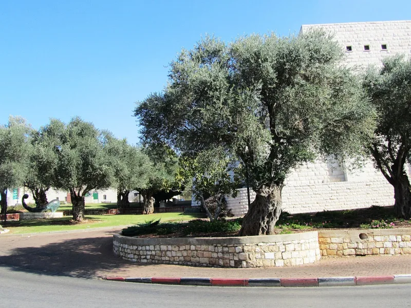 Ancient olive trees at Safed; Paul's image in Romans 11 is a branch grafted into such a tree