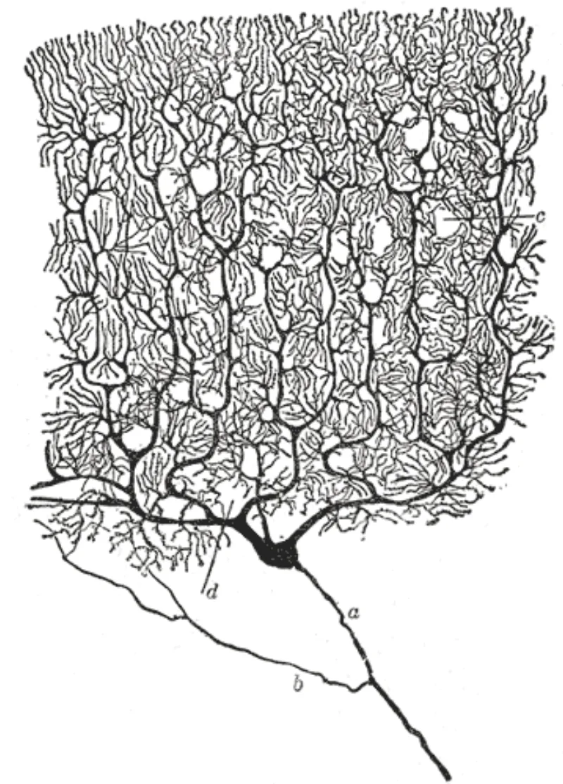 Cajal's drawing of a Purkinje cell; the argument asks whether such matter can track truth