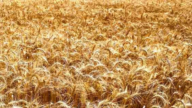 Ripe wheat, Triticum, the Old World crop the text has Nephites growing in America