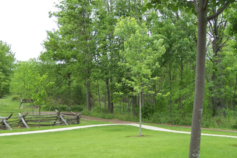 The Sacred Grove; the First Vision account declares the existing creeds an abomination