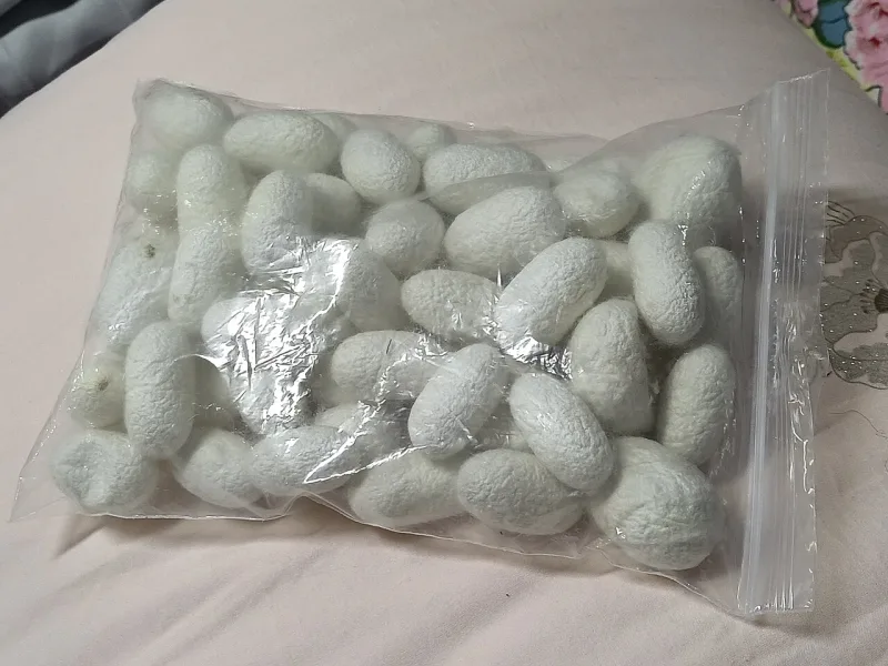 Cocoons of Bombyx mori; silkworm rearing was an Old World practice, unknown in the Americas