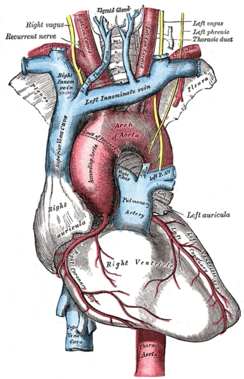 An anatomical plate of the thoracic aorta, the vessel named in Quran 69:46 and in the Khaybar hadith