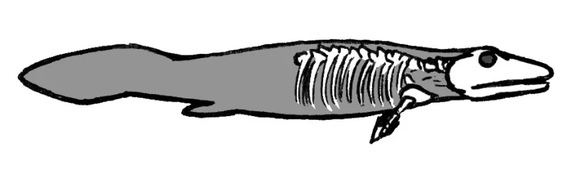 A diagram of the Tiktaalik roseae remains found in 2004, in rocks of the predicted age