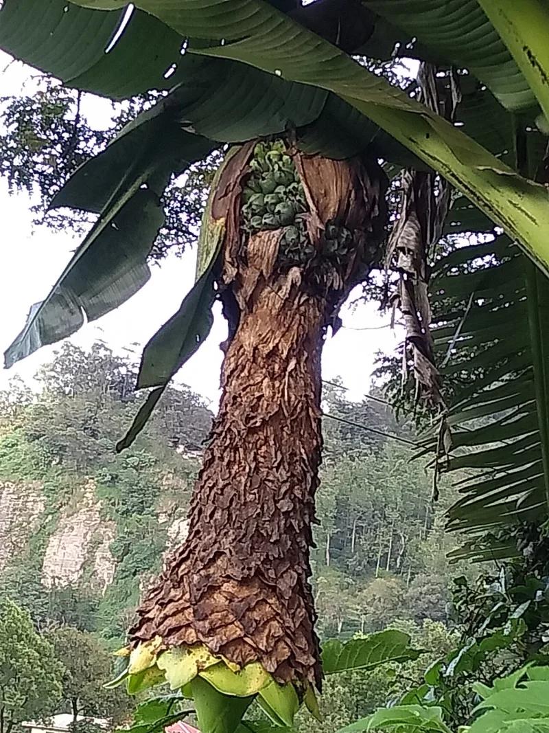 A seeded wild banana, Musa balbisiana, one ancestor of the seedless varieties sold today
