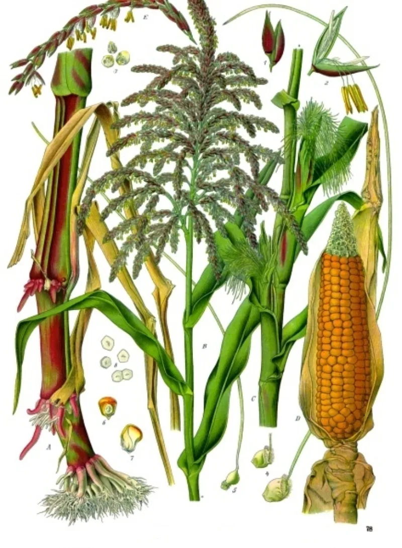 Maize, the New World staple; wheat and barley are absent from pre-Columbian American agriculture